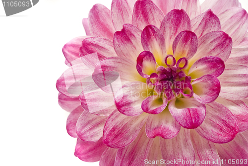 Image of Pink dahlia isolated over white