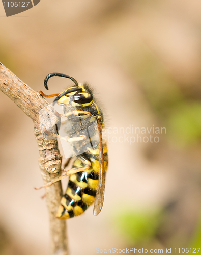 Image of Macro. Side of wasp on branch
