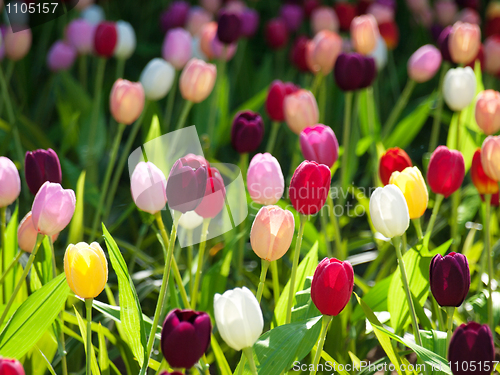Image of Field of tulips