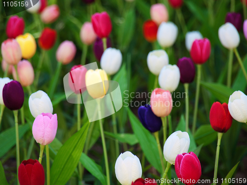 Image of Field of tulips