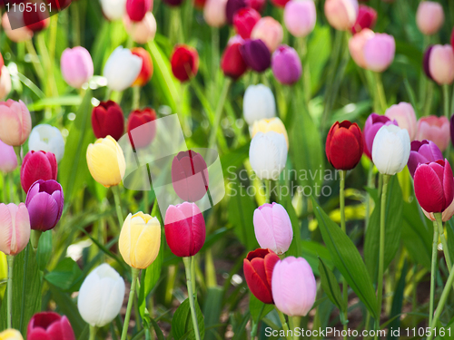 Image of Field of tulips