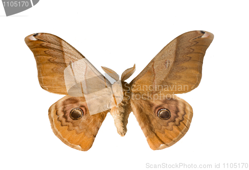 Image of silkworm butterfly