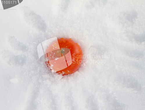 Image of Ice  Tomato