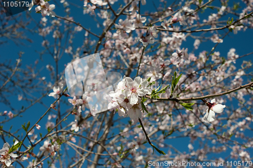 Image of Almond blossom