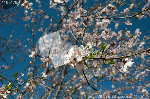 Image of Almond blossom