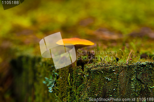 Image of toadstool