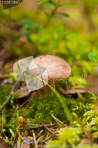 Image of Lactarius rufus