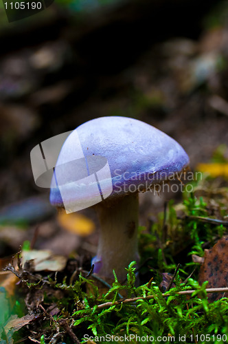 Image of toadstool