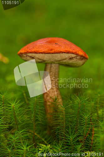 Image of Aspen mushroom