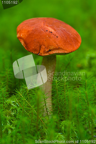 Image of Aspen mushroom