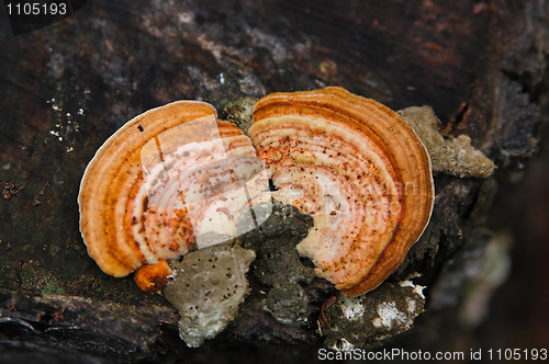 Image of timber fungus