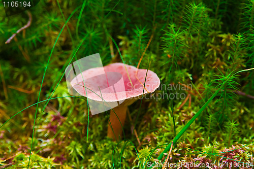 Image of Lactarius rufus