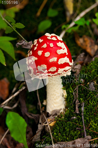 Image of Amanita muscaria