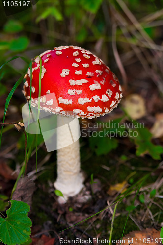 Image of Amanita muscaria