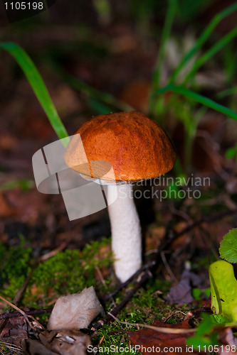 Image of Aspen mushroom