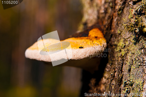 Image of timber fungus