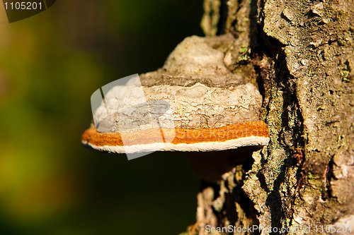 Image of timber fungus