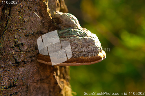 Image of timber fungus