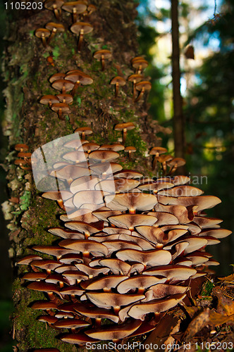 Image of toadstools