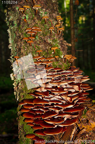 Image of toadstools