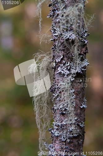 Image of grey lichen