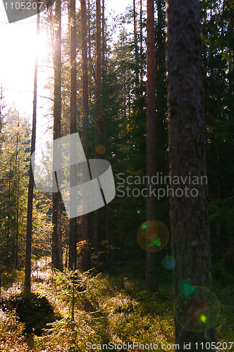 Image of Sun shines through trees