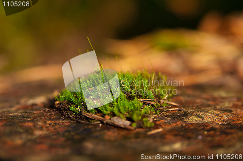 Image of moss on stub