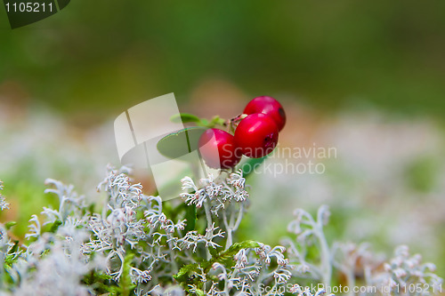 Image of cow-berry in lichen