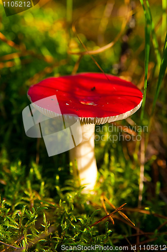 Image of  russula