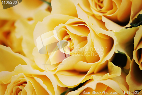 Image of yellow roses