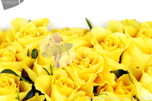 Image of yellow roses