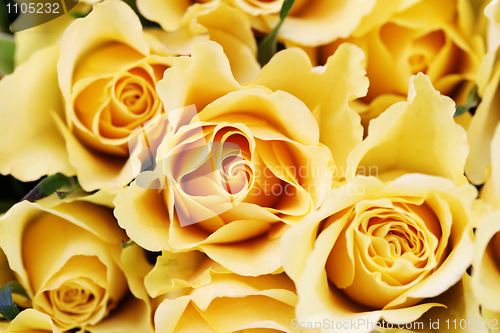 Image of yellow roses