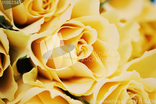 Image of yellow roses