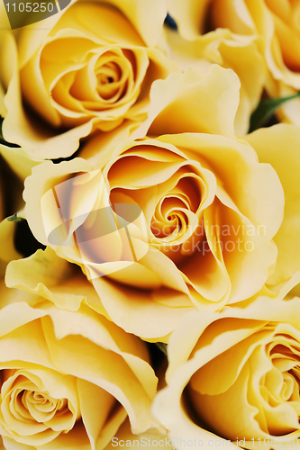 Image of yellow roses