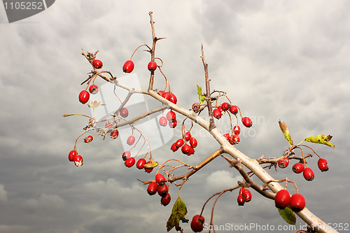 Image of The branch of hawthorn fruit (II)