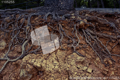 Image of Slope with roots