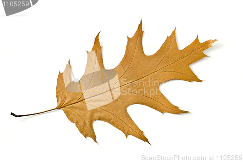 Image of Beautiful Autumn. Yellow maple leaf Isolated