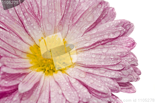 Image of Macro of golden-daisy with droplets