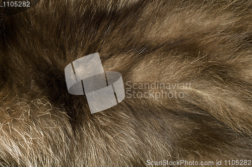Image of Brown polar Fox fur