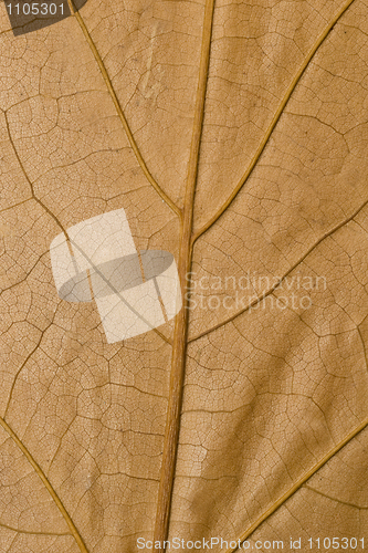 Image of Macro of yellow maple leaf surface