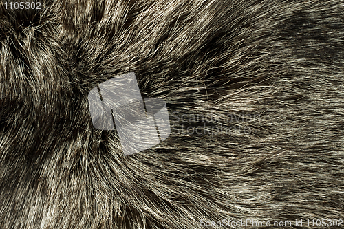 Image of Closeup of polar Fox fur