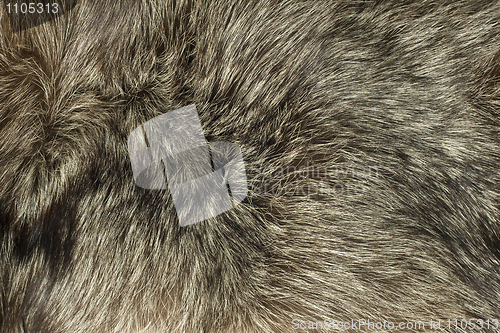 Image of Closeup of Fox fur