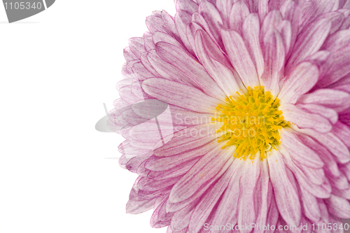 Image of Macro of golden-daisy or chrysanthemum