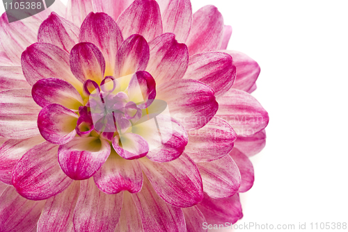 Image of Close-up of pink dahlia