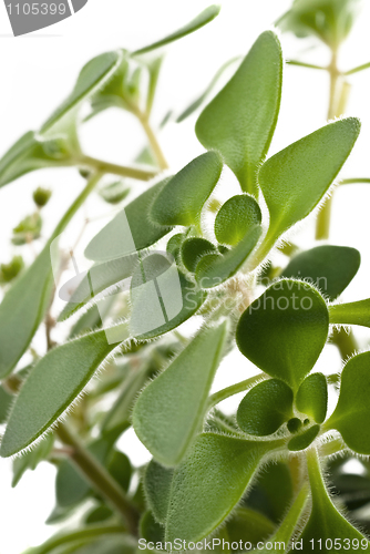 Image of Close-up of money plant leaves 