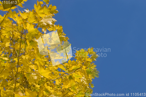 Image of Colorful autumn - yellow leaves of maple tree