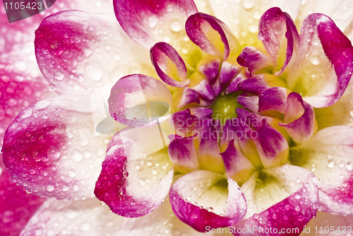 Image of Close-up of wet Pink dahlia 