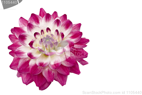 Image of Close-up of beautiful pink dahlia