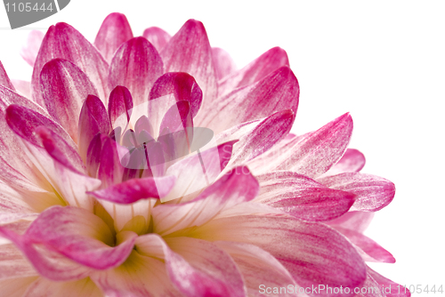 Image of Close-up of pink isolated dahlia