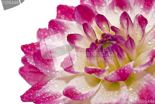 Image of Close-up of dahlia with raindrops